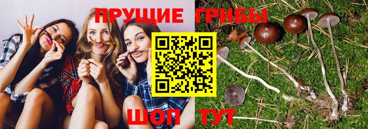 Галлюциногенные грибы мицелий  Вход с VPN  Лениногорск 
